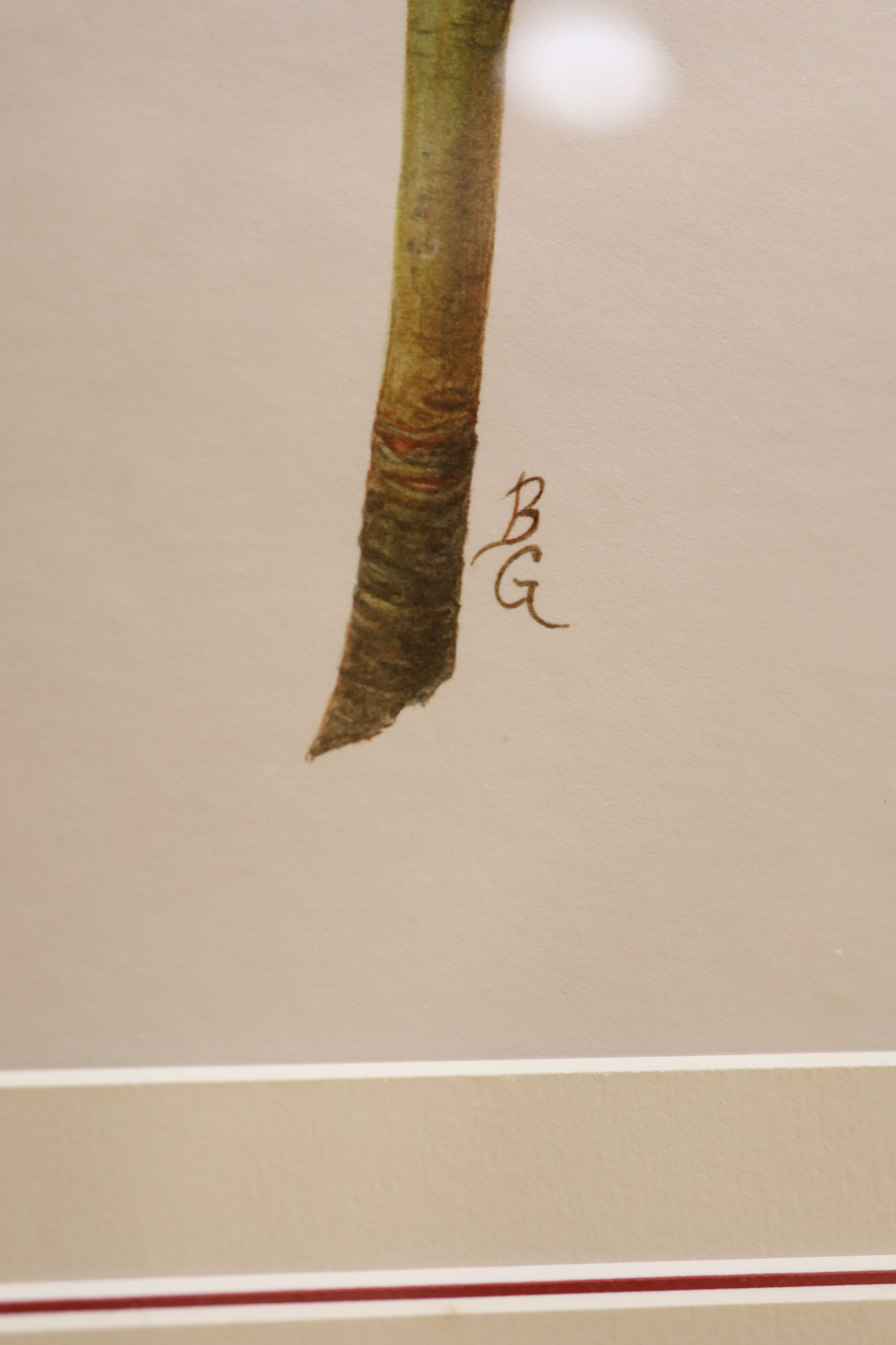 English School, watercolour on paper, Botanical study of an exotic flower, initialled BG, 49 x 36cm